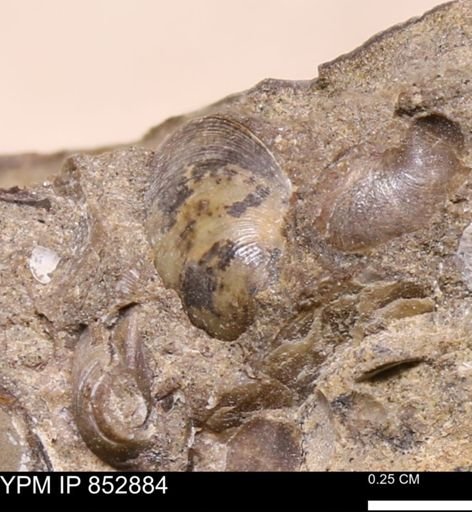 Limopsis striatopunctatus