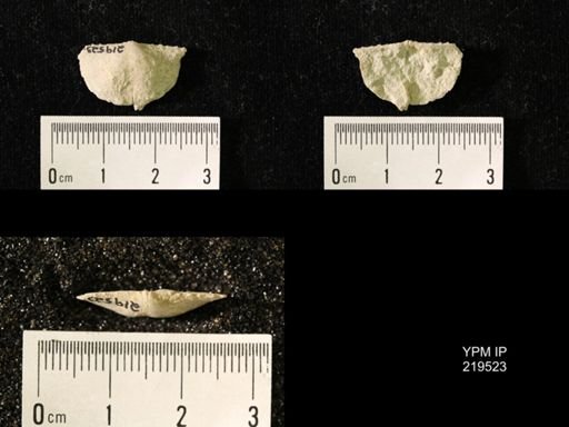 Chonetes granulifer