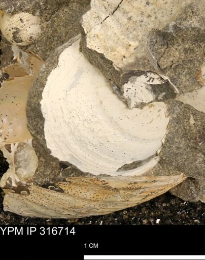undet. Bivalvia