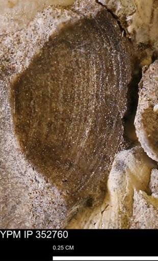 undet. Bivalvia