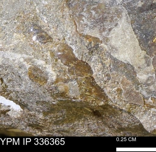 undet. Mollusca
