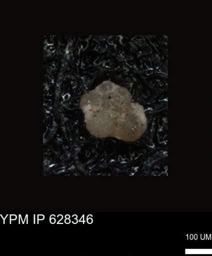undet. Foraminiferida
