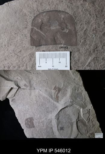 Eurypterus