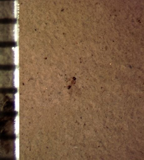 undet. Hymenoptera