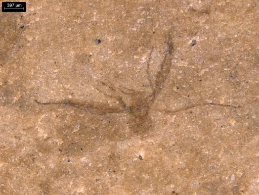 taxon undetermined