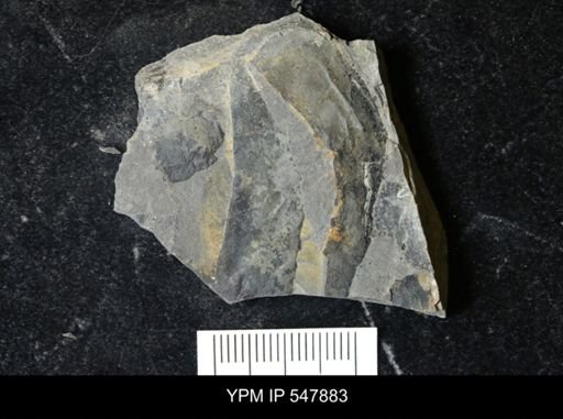 undet. Eurypterida