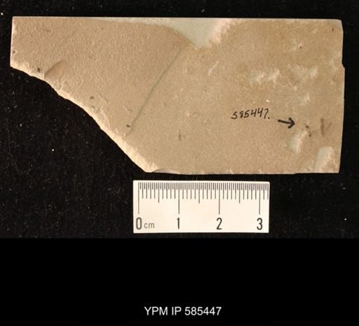 undet. Hymenoptera