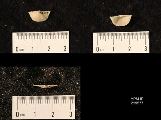 Chonetes granulifer
