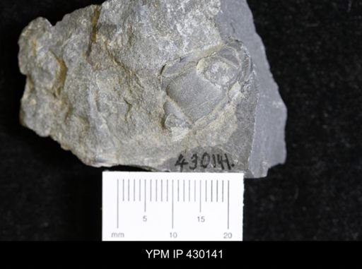 Dipleura dekayi