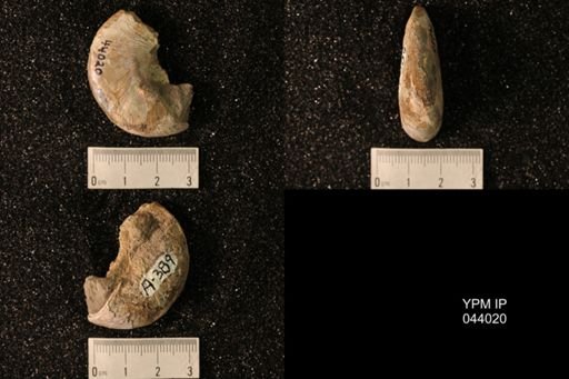 Hoploscaphites nicolletii
