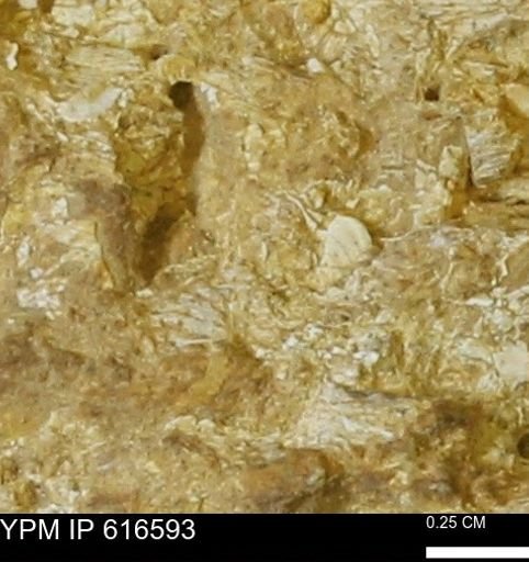 Teredo sp.
