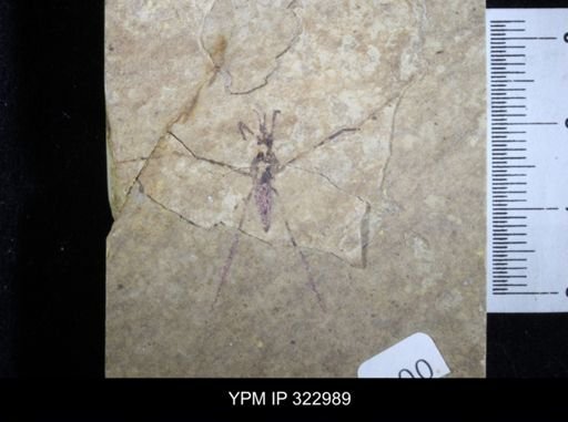 undet. Gerridae