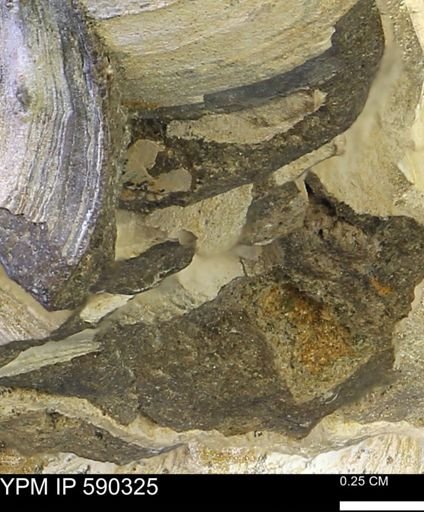 Protocardia?