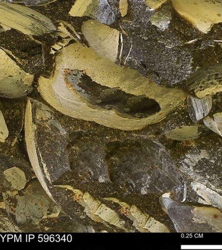 Limopsis striatopunctatus