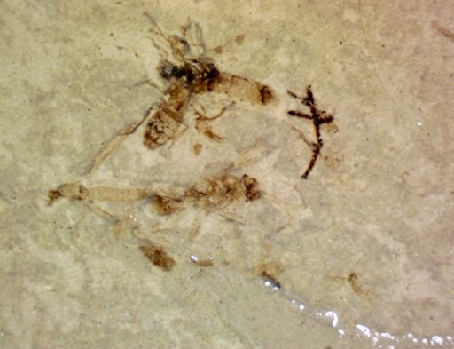 undet. Diptera