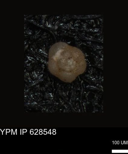 undet. Foraminiferida