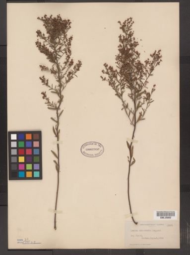 Lechea intermedia