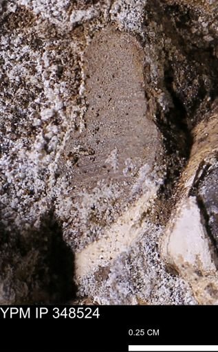 undet. Bivalvia