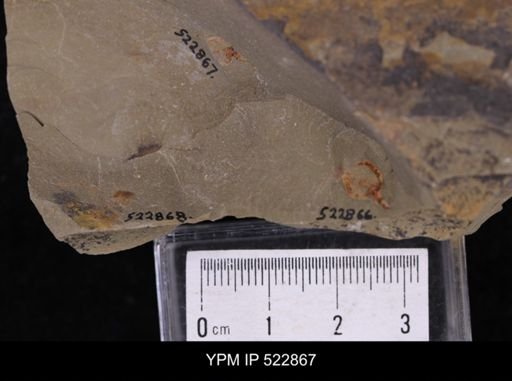 Phyllocystis sp.