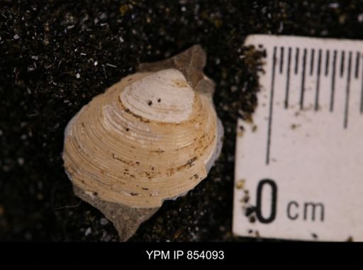 Limopsis striatopunctatus