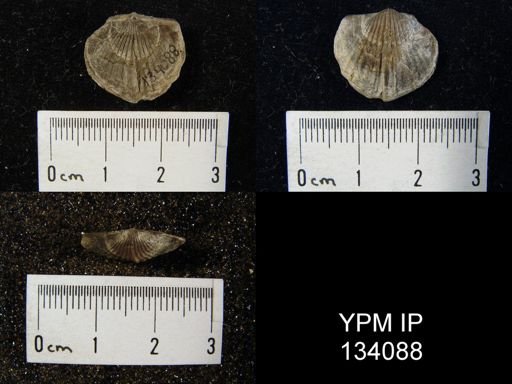 Tropidoleptus carinatus