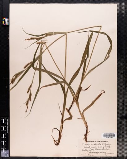 Carex scabrata