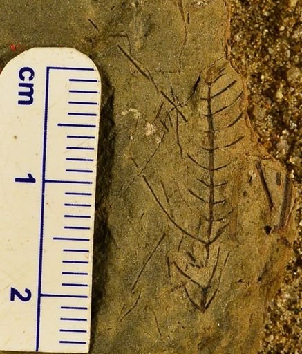 Asterophyllites sp.
