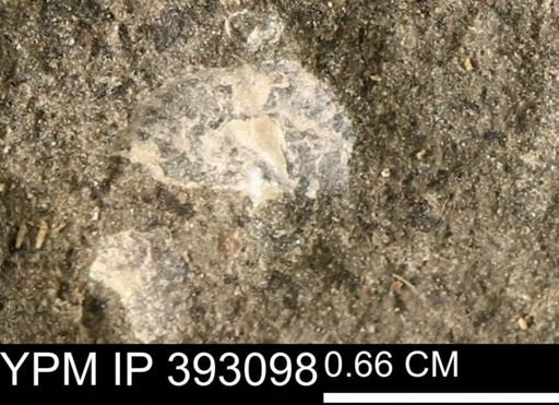 Scaphites sp.