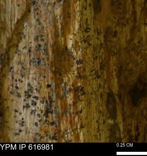 Teredo sp.