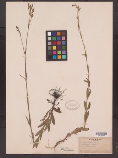 Silene antirrhina