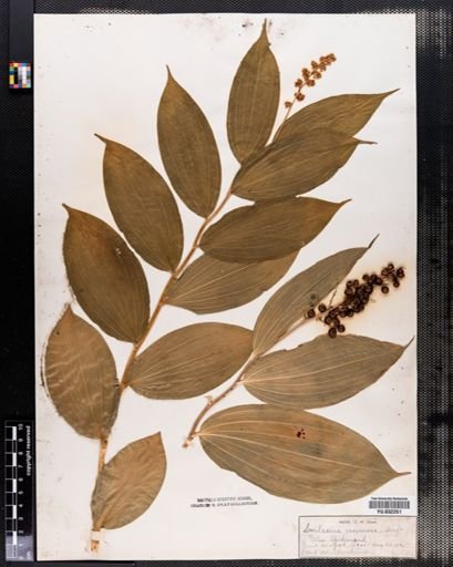 Maianthemum