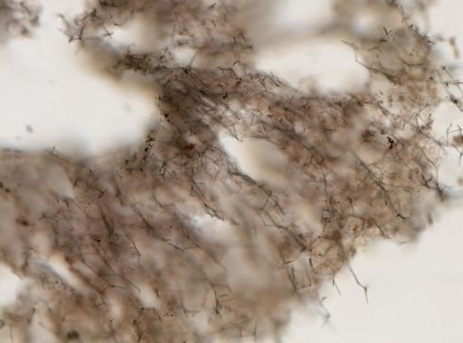 Haliclona sp.