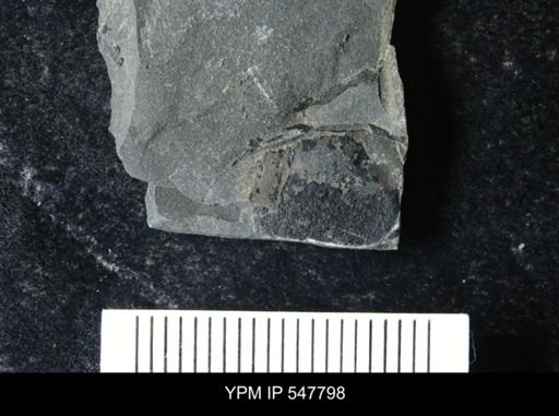 undet. Eurypterida