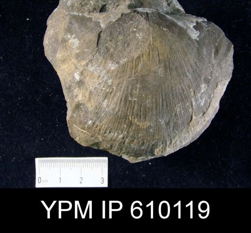 Stropheodonta concava