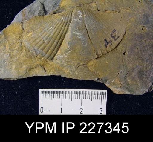 Spinocyrtia?