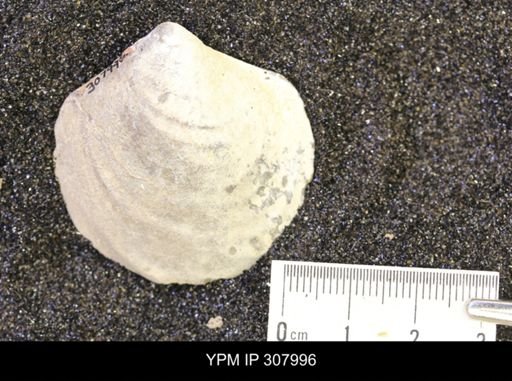 Inoceramus?
