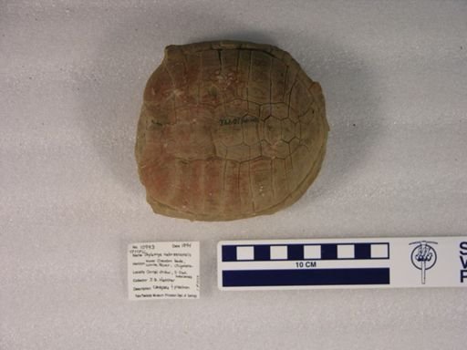 Stylemys nebrascensis