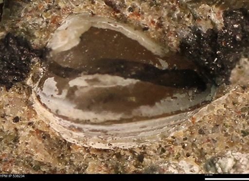 Corbulamella gregaria