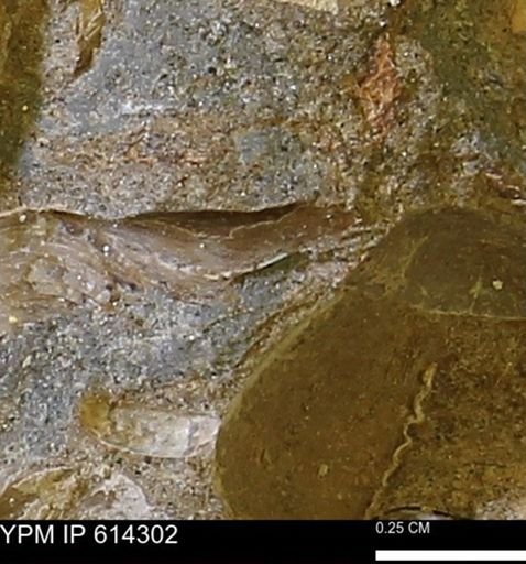 Bivalvia