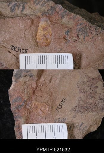 Nautiloidea?