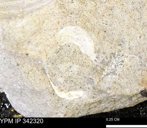 undet. Mollusca