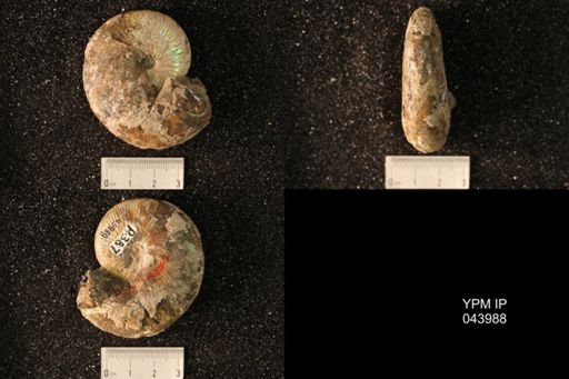 Hoploscaphites nicolletii