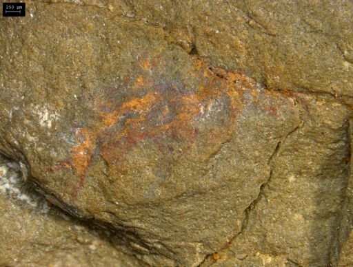 undet. Lobopodia
