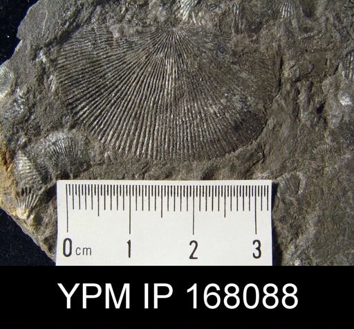 Chonetes coronatus