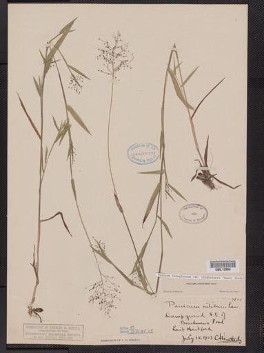 Panicum lanuginosum