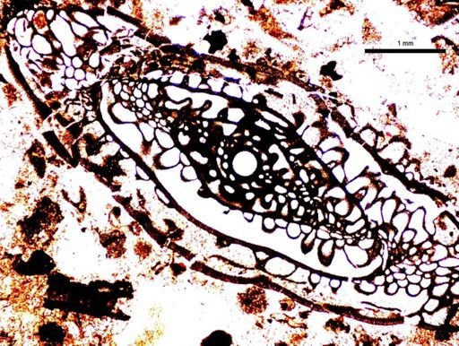 Pseudoschwagerina texana