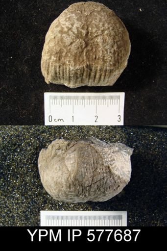 Productus semirecticulatus