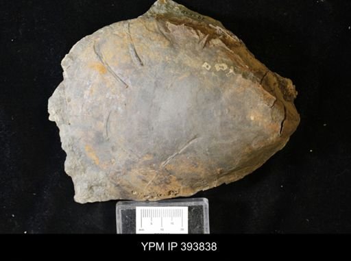 Actinodesma erectum