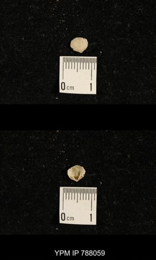 Brachiopoda