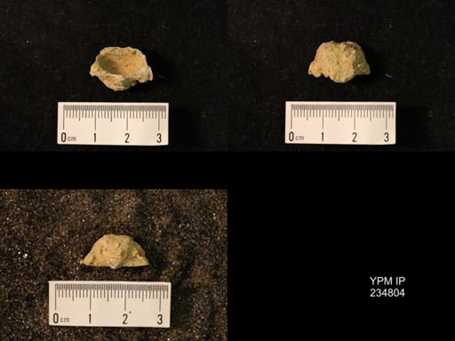 Marginifera wabashensis var. armata